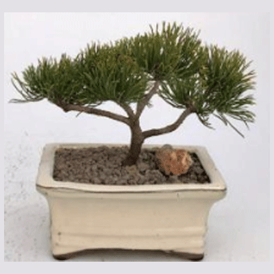 Mugo Pine Bonsai Tree - Small