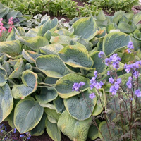 Frances Williams – Tall Hosta
