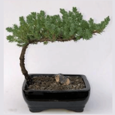 Juniper Bonsai Tree-Small